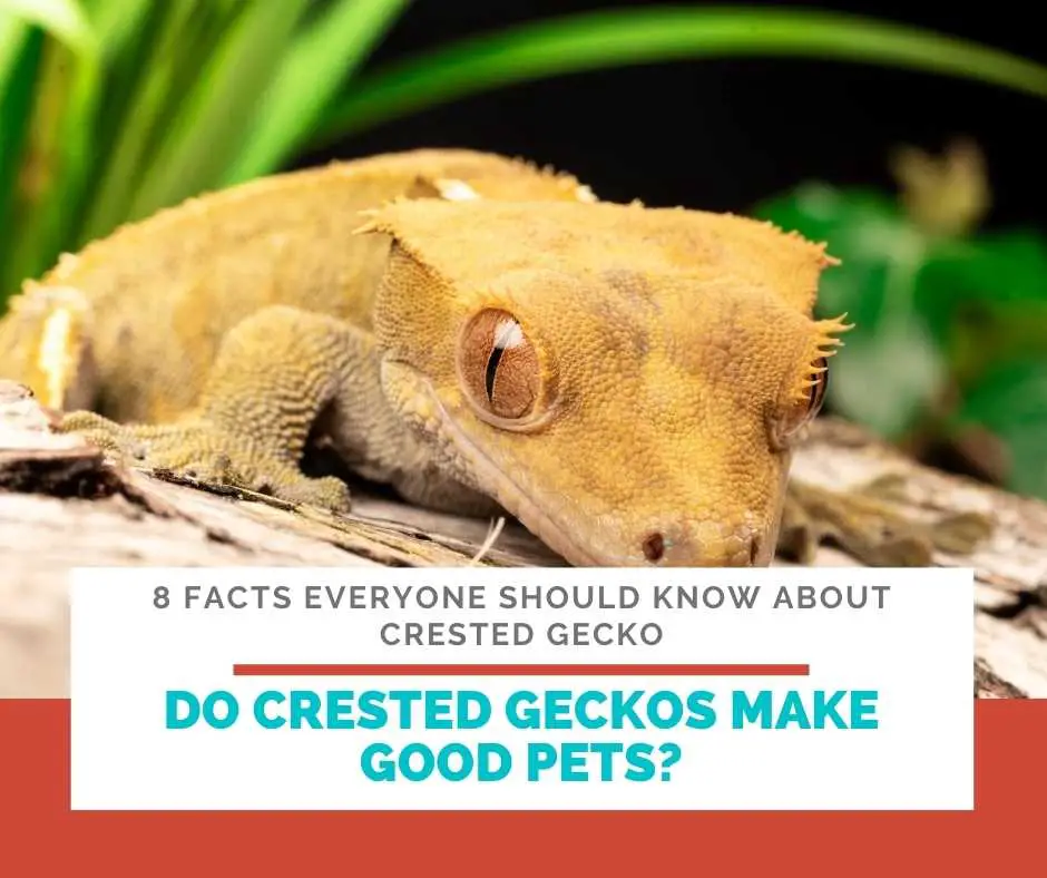 Do Crested Geckos Make Good Pets?