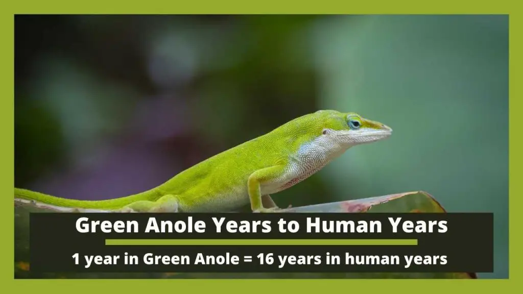 Green Anole Years to Human Years