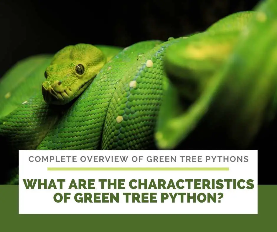 What Are The Characteristics Of Green Tree Python?