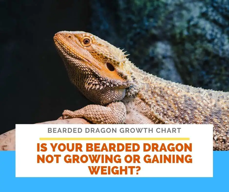 Is Your Bearded Dragon Not Growing Or Gaining Weight?