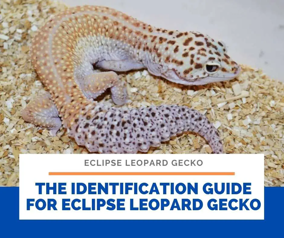 The Identification Guide For Eclipse Leopard Gecko