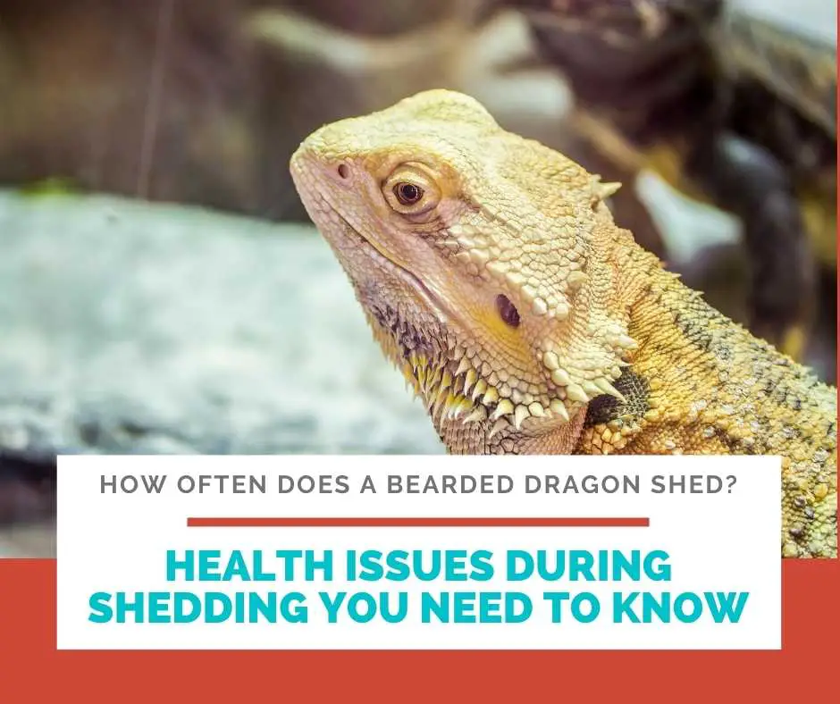 Health Issues During Shedding You Need To Know
