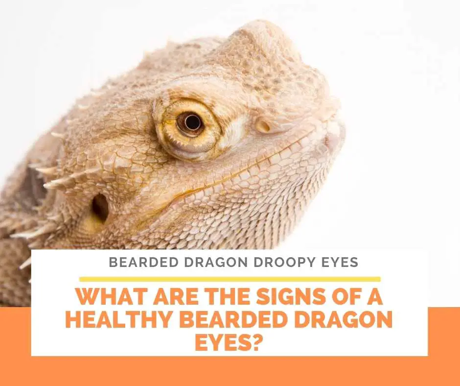 What Are The Signs Of A Healthy Bearded Dragon Eyes?