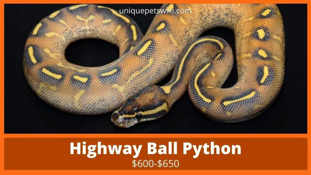 Highway Ball Python