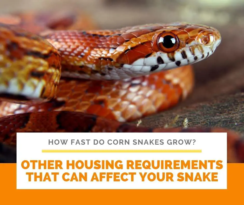 Other Housing Requirements That Can Affect Your Snake