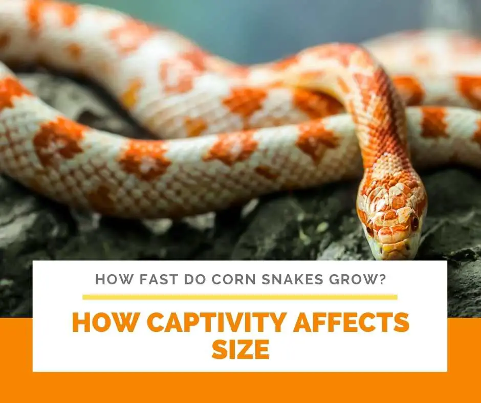 How Captivity Affects Size