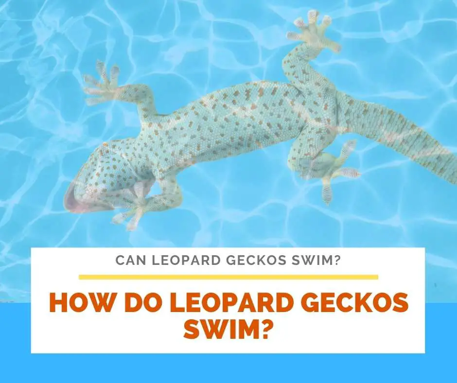 How Do Leopard Geckos Swim?