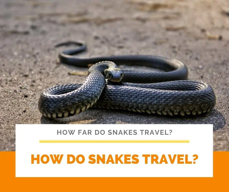 How Do Snakes Travel? 