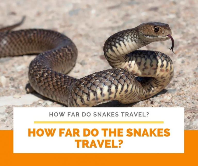 How Far Do Snakes Travel?