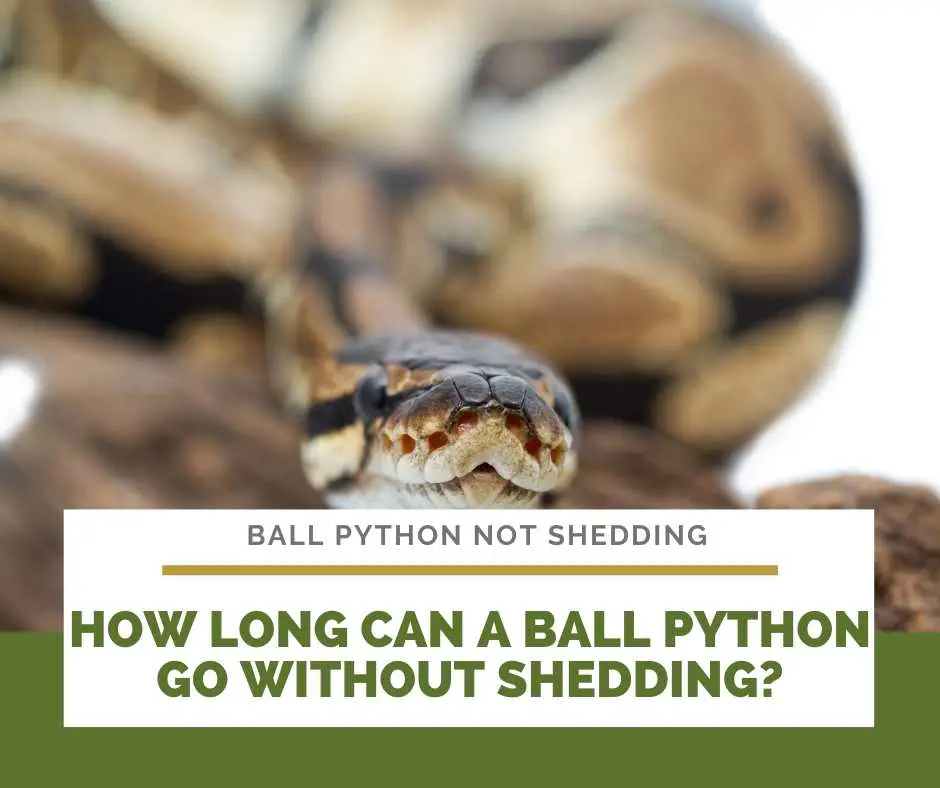 How Long Can A Ball Python Go Without Shedding?