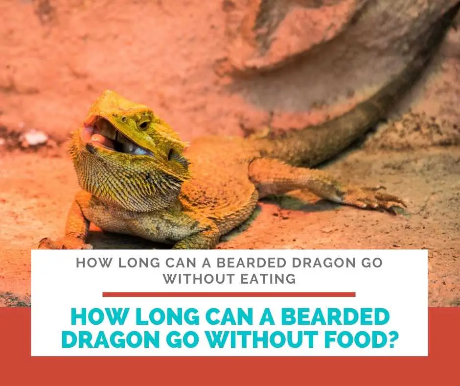 How Long Can A Bearded Dragon Go Without Food?