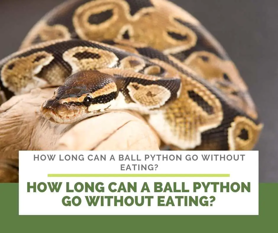 How Long Can A Ball Python Go Without Eating?