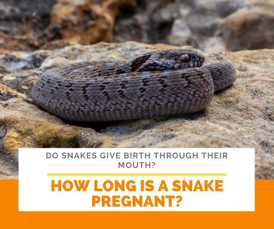 How Long Is A Snake Pregnant?