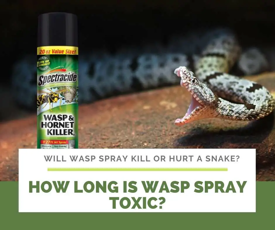 How Long Is Wasp Spray Toxic?