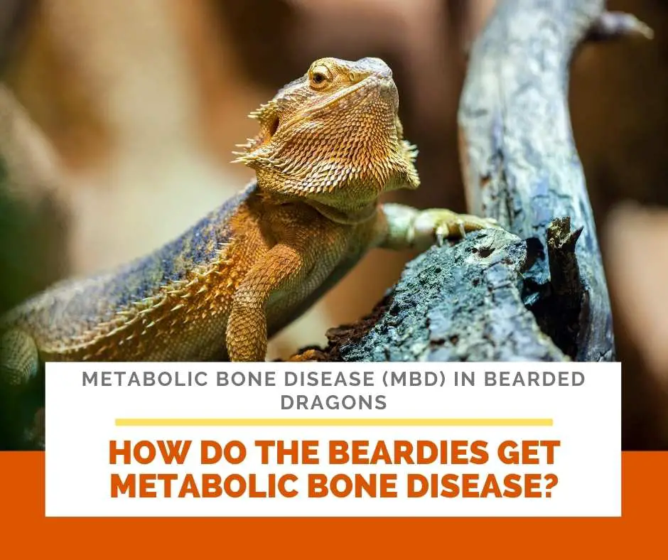 How Do The Beardies Get Metabolic Bone Disease?