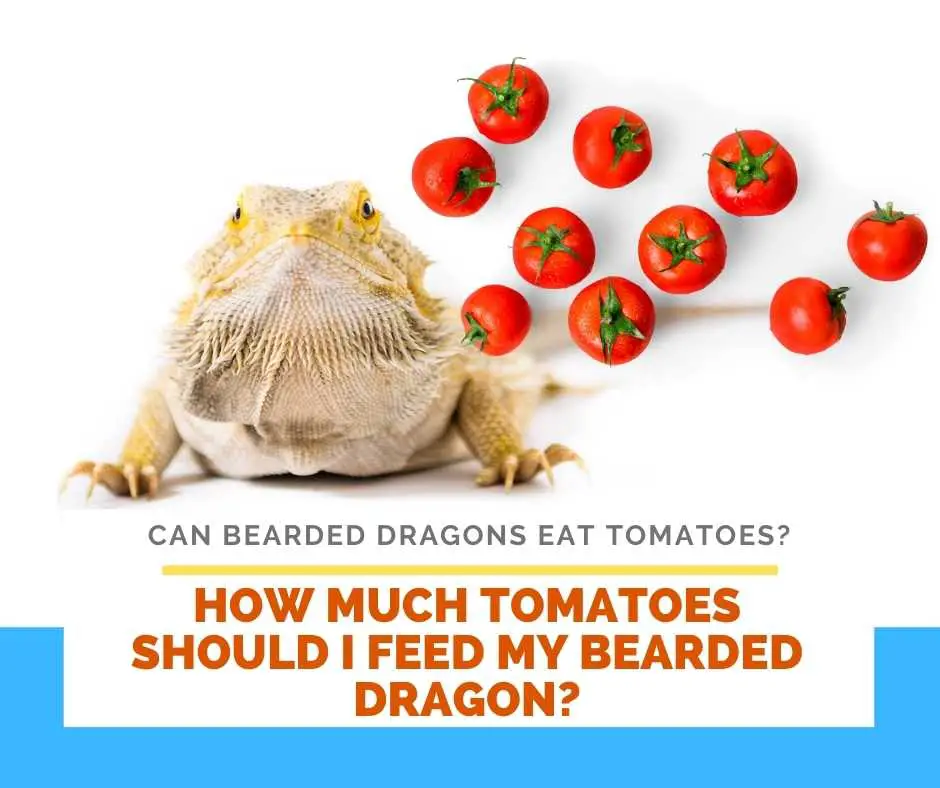 How Much Tomatoes Should I Feed My Bearded Dragon?