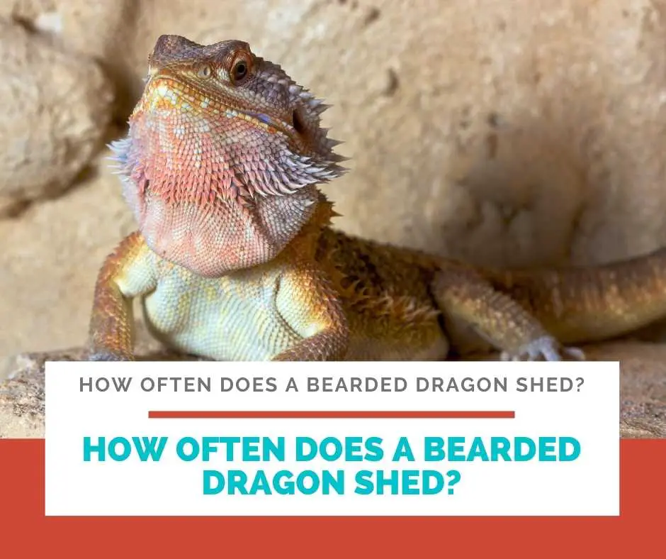 How Often Does A Bearded Dragon Shed?
