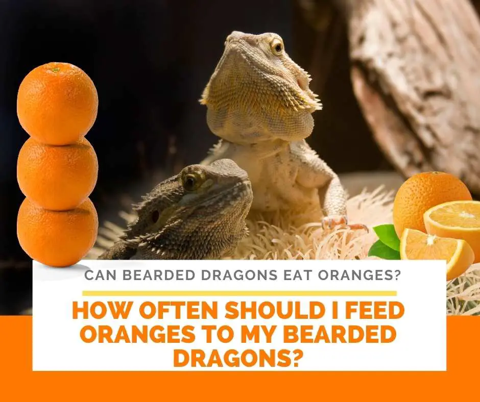 How Often Should I Feed Oranges To My Bearded Dragons?