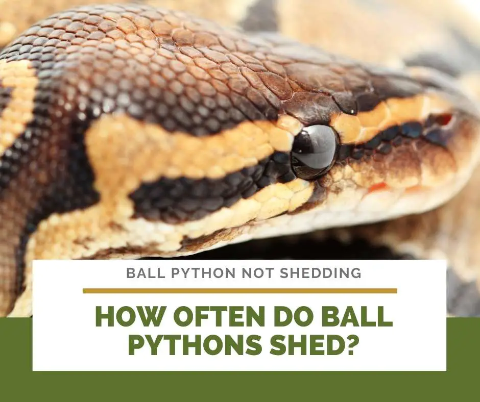 How Often Do Ball Pythons Shed?
