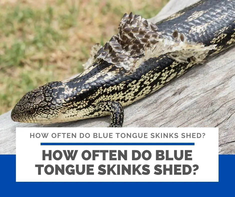 How Often Do Blue Tongue Skinks Shed?
