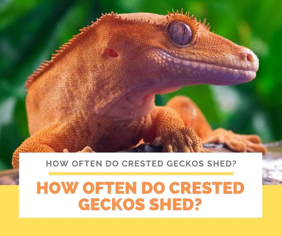 How Often Do Crested Geckos Shed?