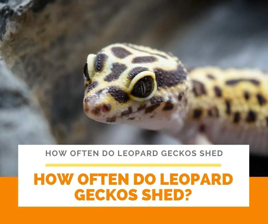 How Often Do Leopard Geckos Shed?