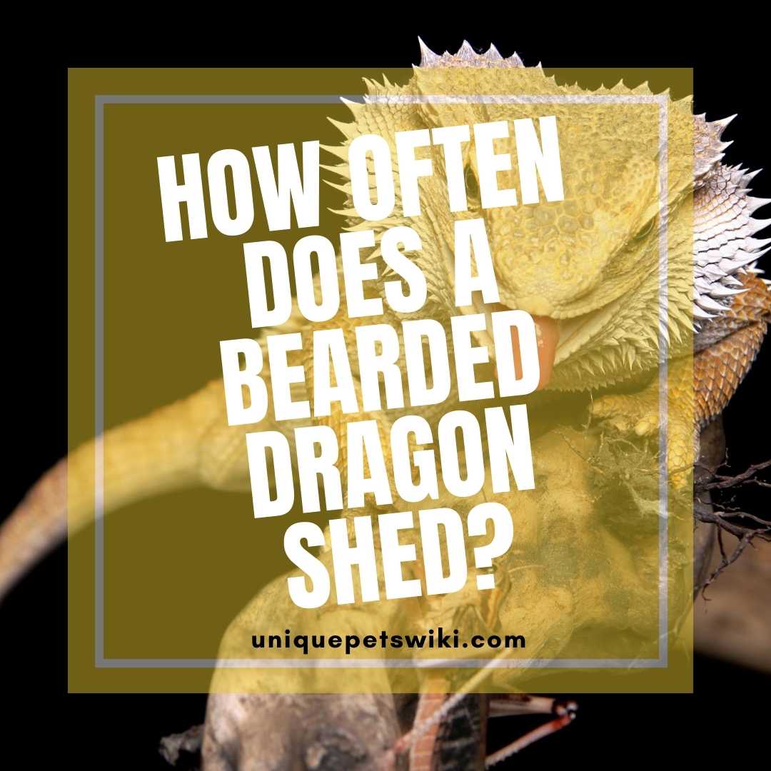 bearded-dragon-shed