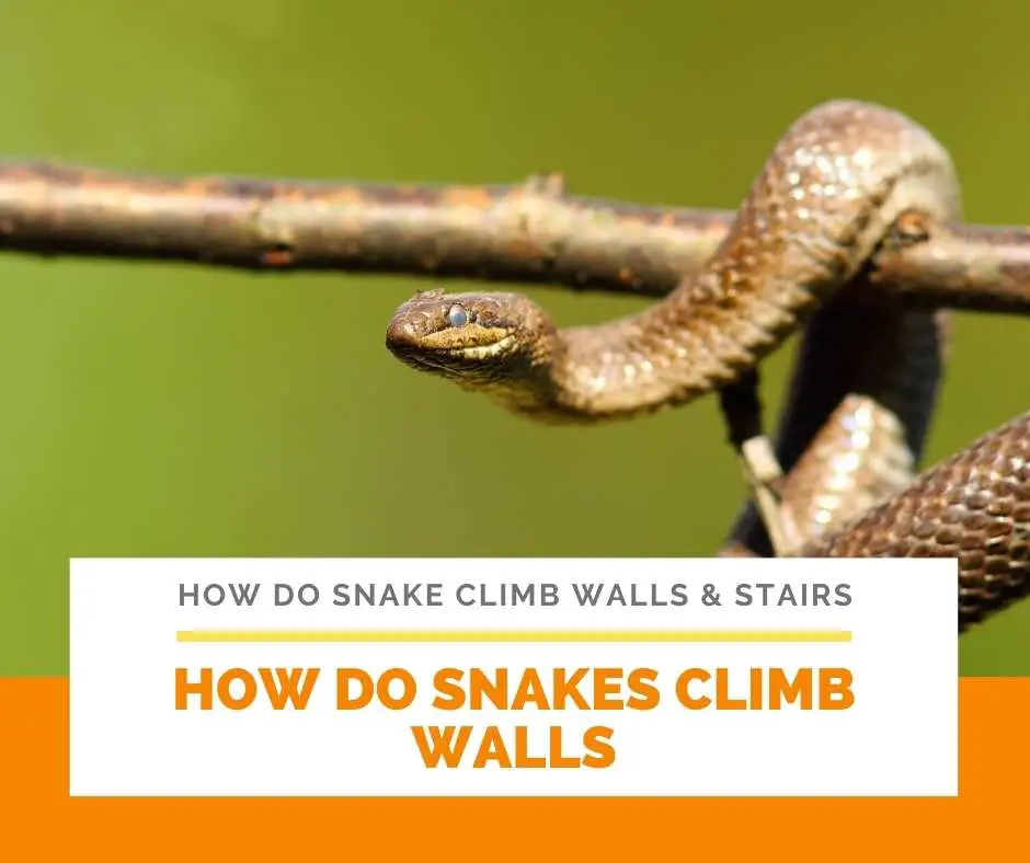 How Do Snakes Climb Walls