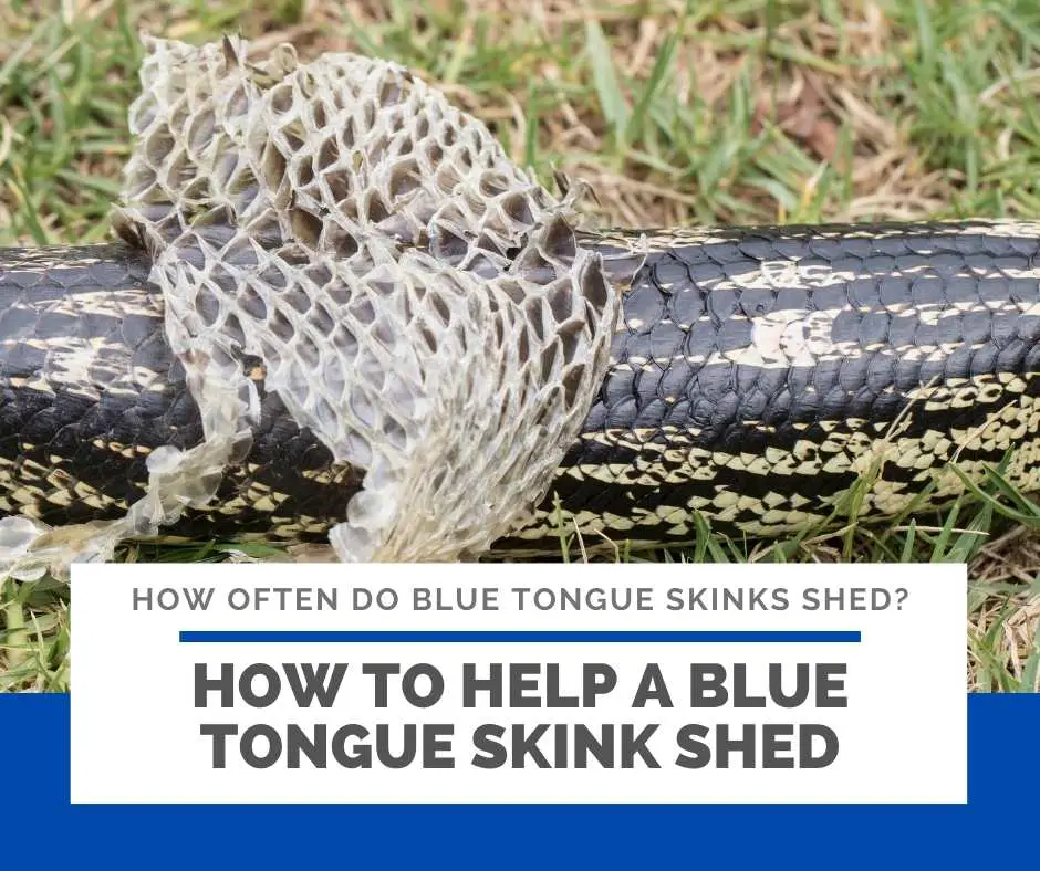 How To Help A Blue Tongue Skink Shed