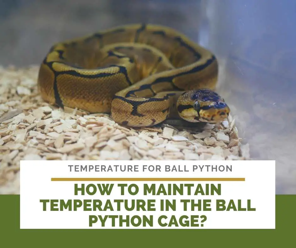 How To Maintain Temperature In The Ball Python Cage?