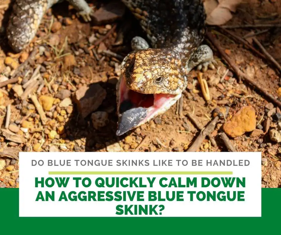 How To Quickly Calm Down An Aggressive Blue Tongue Skink?