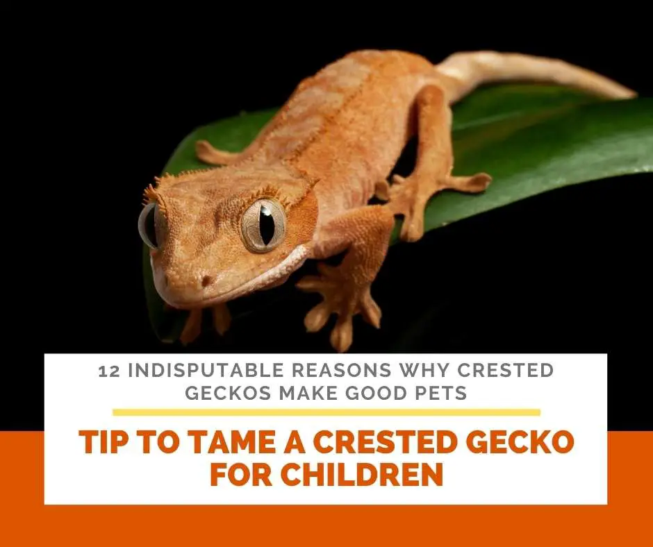 Bonus Tip: Tip To Tame A Crested Gecko For Children