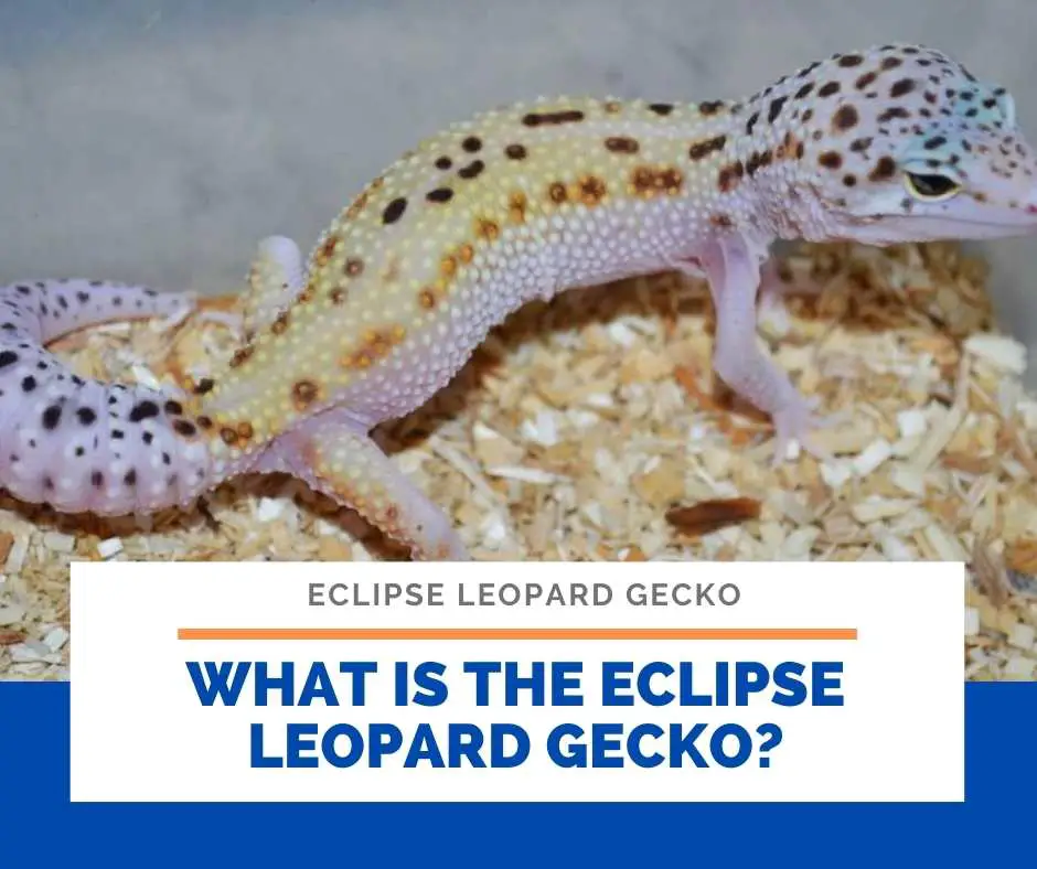What Is The Eclipse Leopard Gecko?
