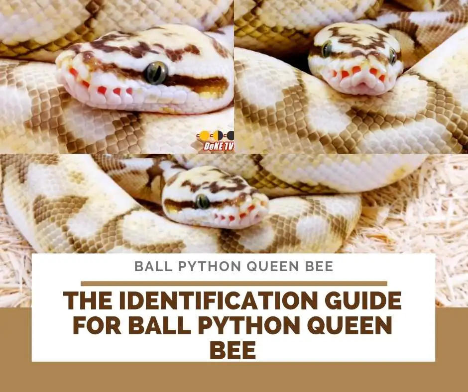 The Identification Guide For Ball Python Queen Bee