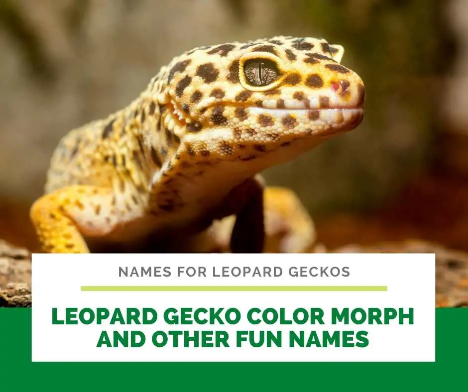 Leopard Gecko Color Morph And Other Fun Names