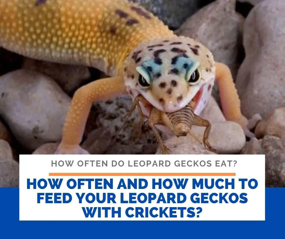 How Often And How Much To Feed Your Leopard Geckos With Crickets?