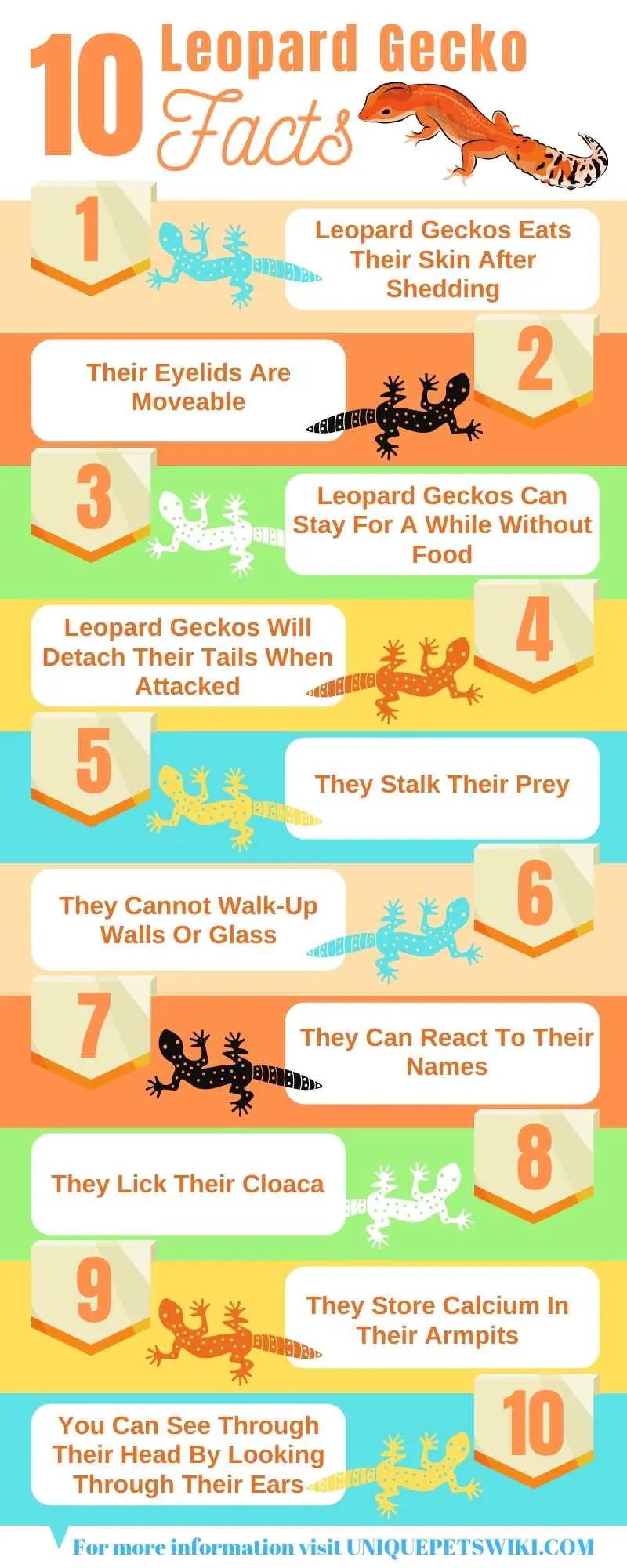 10 Leopard Geckos Facts Infographics