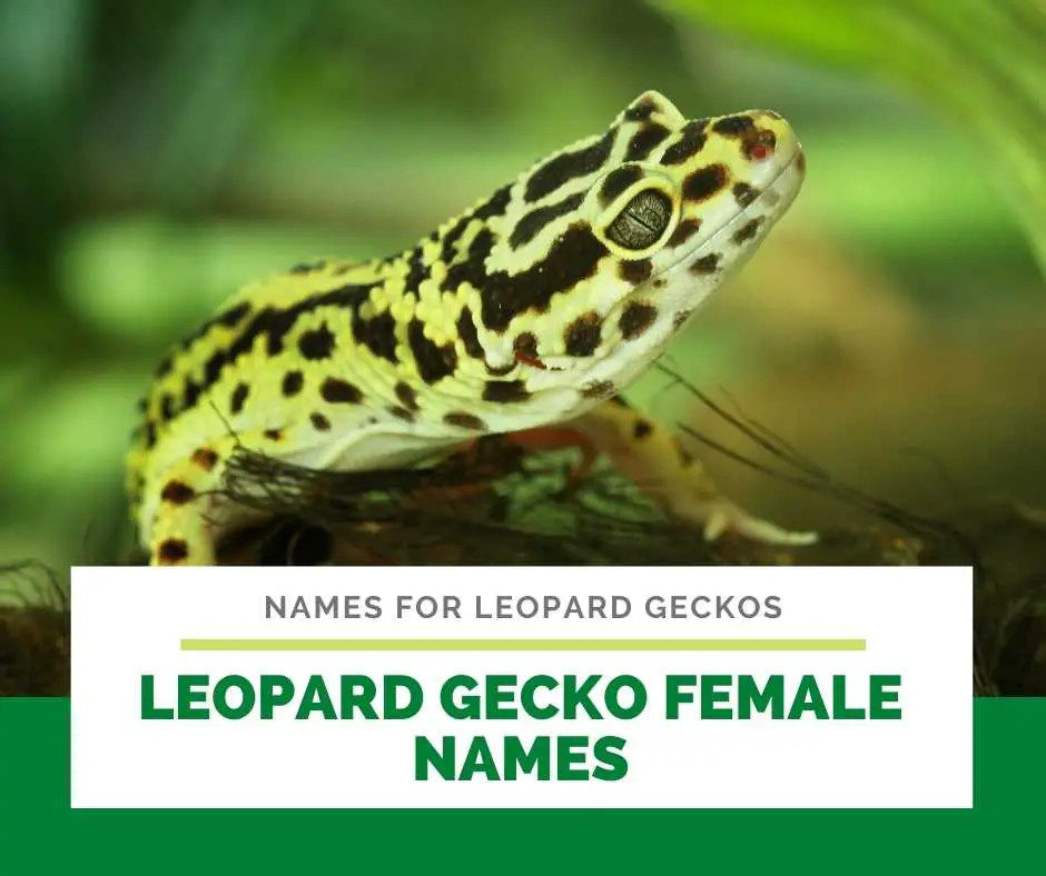 Leopard Gecko Female Names