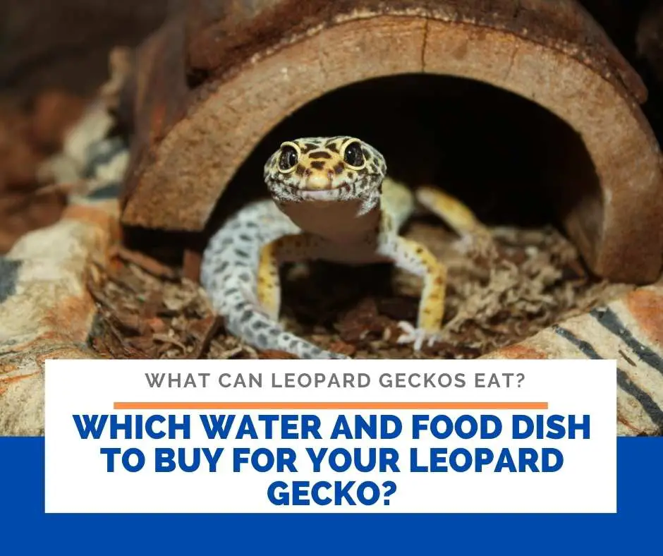 Which Water And Food Dish To Buy For Your Leopard Gecko?
