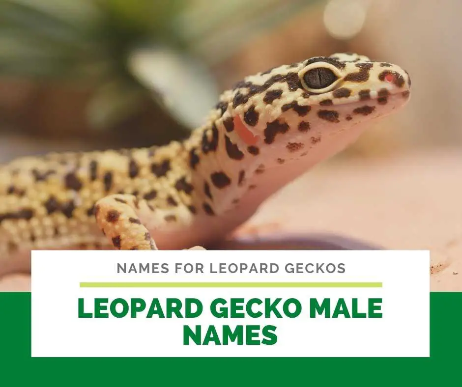 Leopard Gecko Male Names