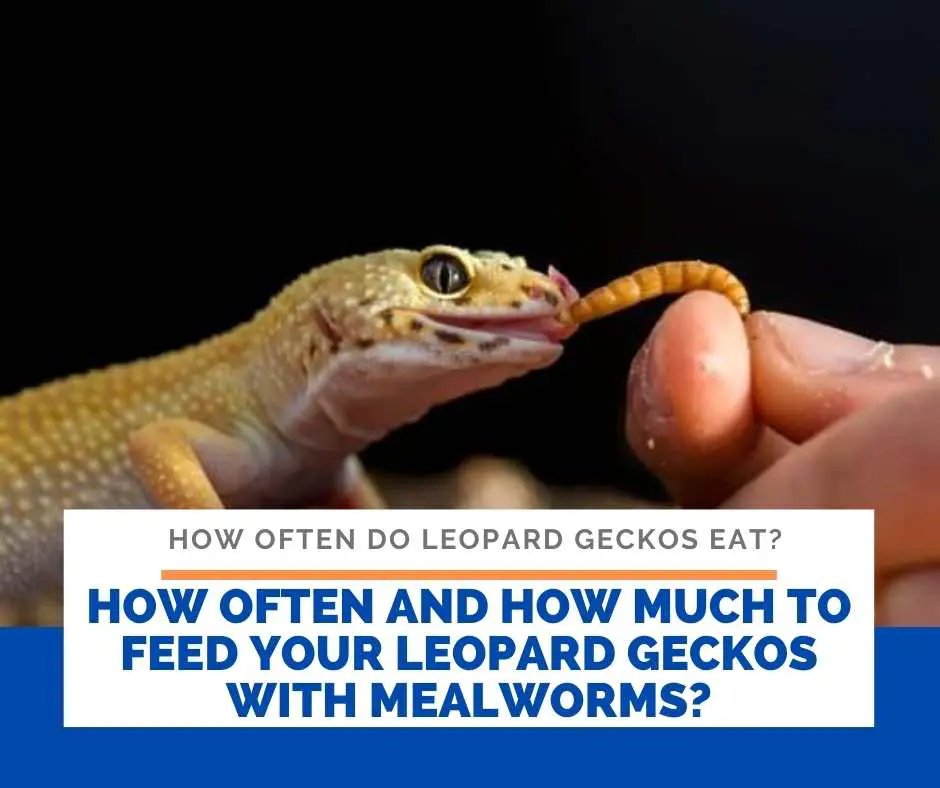 How Often And How Much To Feed Your Leopard Geckos With Mealworms?