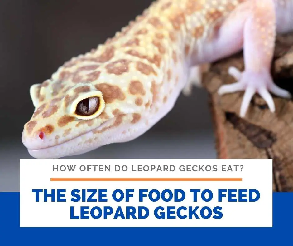 The Size Of Food To Feed Leopard Geckos