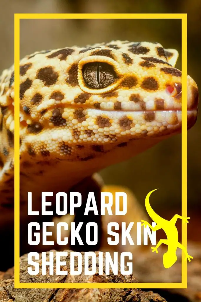 Leopard Gecko Skin Shedding Pinterest Pin