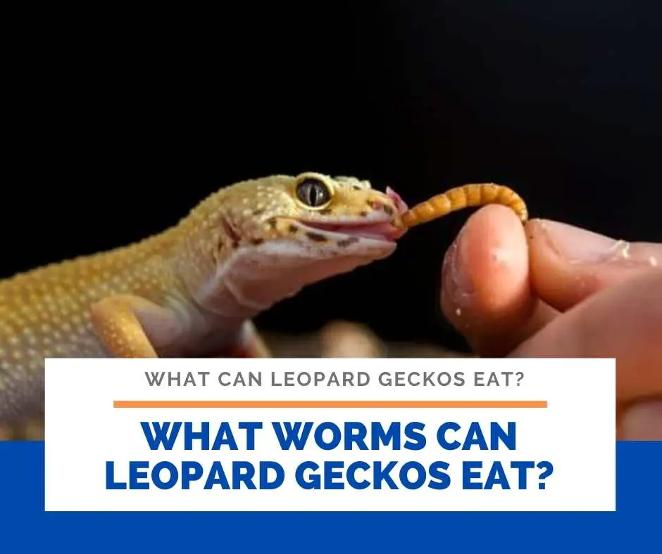 What Worms Can Leopard Geckos Eat?