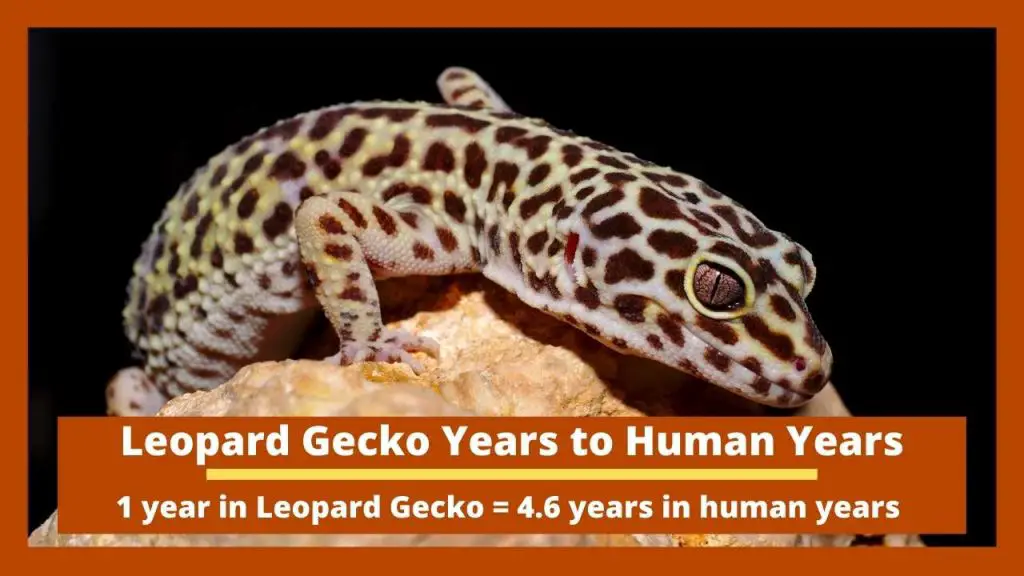 Leopard Gecko Years to Human Years