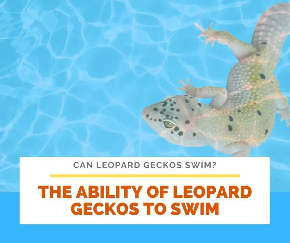 The Ability Of Leopard Geckos To Swim