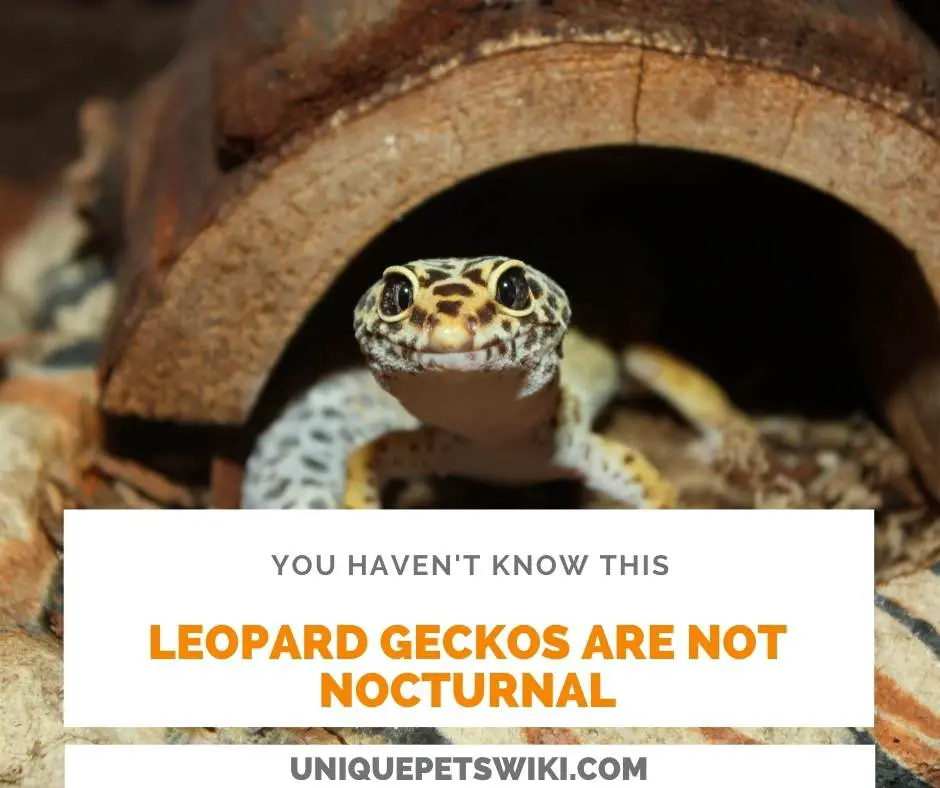 leopard geckos are not nocturnal