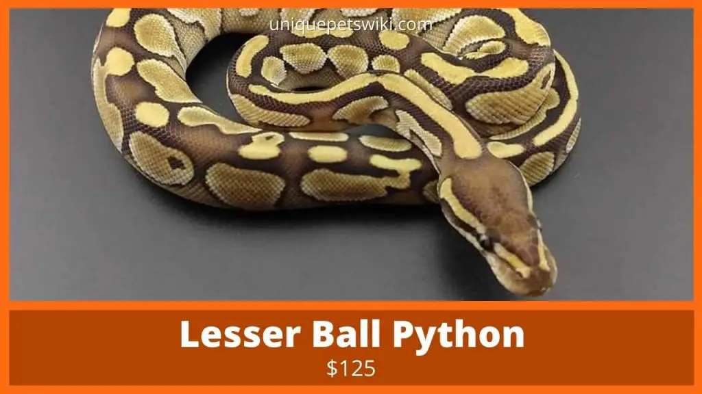 Lesser Ball Python