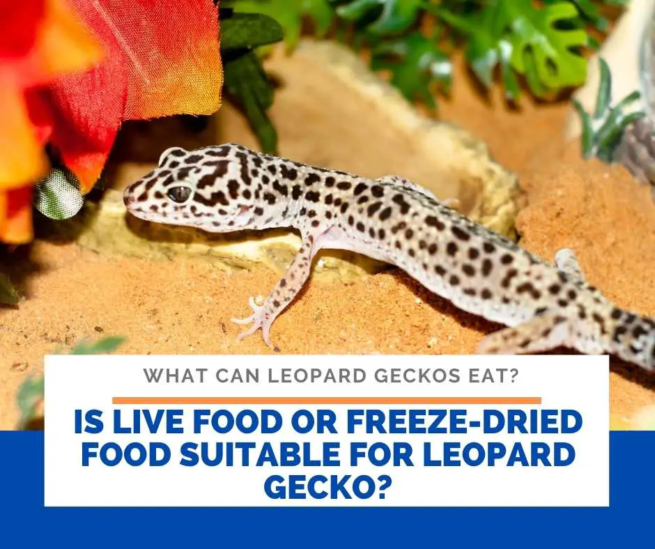 Is Live Food Or Freeze-Dried Food Suitable For Leopard Gecko?