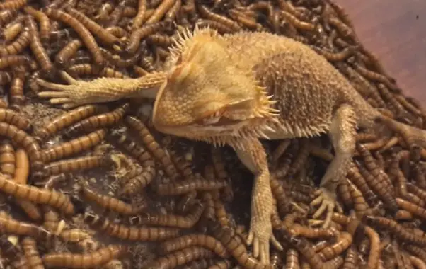 Bearded Dragon Eating Worms